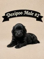 Male #2, a male Doxiepoo for sale in Blue Ridge, GA – 1 of 3