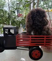 Hersey, a male Poodle - Toy  for sale in Blue Ridge, GA – 2 of 9