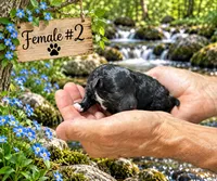 Female #2, a female Poodle - Toy  for sale in Blue Ridge, GA – 4 of 5