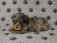 Miniature Bernedoodle Female, a female Miniature Bernedoodle for sale in Blue Ridge, GA – 6 of 6