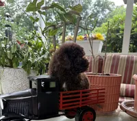 Hersey, a male Poodle - Toy  for sale in Blue Ridge, GA – 3 of 9