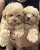 Black collar, a male Poodle - Toy  for sale in Blue Ridge, GA – 3 of 6