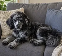 Rip, a male Poodle - Miniature  for sale in Blue Ridge, GA – 3 of 3