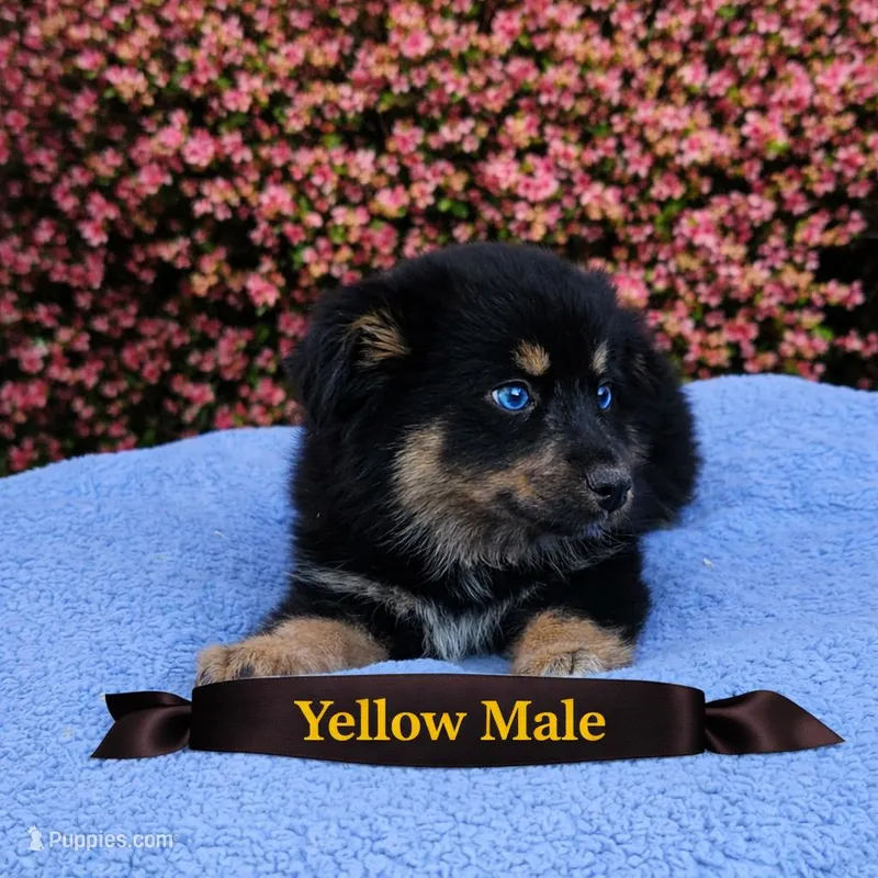 Yellow Boy – Miniature Australian Shepherd puppy for sale in Blue Ridge, GA