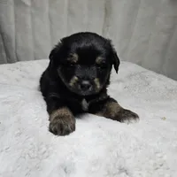 Yellow Boy, a male Miniature Australian Shepherd for sale in Blue Ridge, GA – Photo 2 of 8