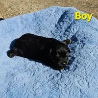 Yellow Boy, a male Miniature Australian Shepherd for sale in Blue Ridge, GA – Photo 3 of 8