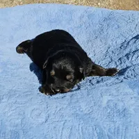 Yellow Boy, a male Miniature Australian Shepherd for sale in Blue Ridge, GA – Photo 5 of 8