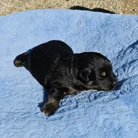Yellow Boy, a male Miniature Australian Shepherd for sale in Blue Ridge, GA – Photo 4 of 8