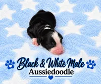 Black and White Male , a male Miniature Aussiedoodle for sale in Blue Ridge, GA – 2 of 3