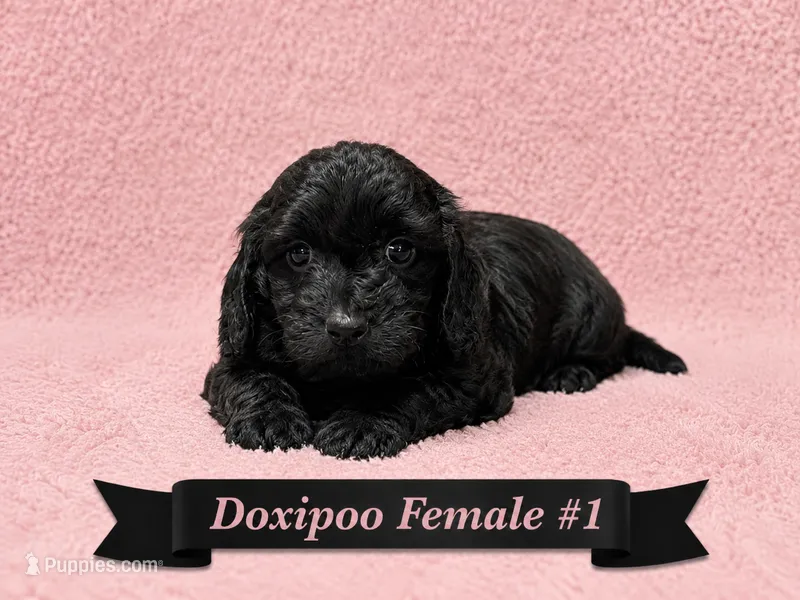 Female #1 – Doxiepoo puppy for sale in Blue Ridge, GA