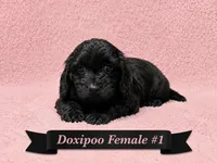 Female #1, a female Doxiepoo for sale in Blue Ridge, GA – 1 of 3