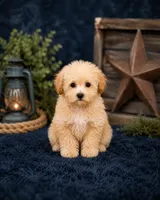 REDUCED-Black collar, a male Poodle - Toy  for sale in Blue Ridge, GA – 2 of 10
