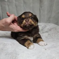 Blue Boy, a male Miniature Australian Shepherd for sale in Blue Ridge, GA – Photo 2 of 9