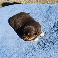 Blue Boy, a male Miniature Australian Shepherd for sale in Blue Ridge, GA – Photo 5 of 9