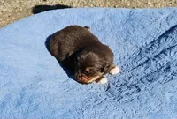 Blue Boy, a male Miniature Australian Shepherd for sale in Blue Ridge, GA – Photo 2 of 6