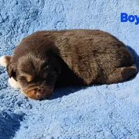 Blue Boy, a male Miniature Australian Shepherd for sale in Blue Ridge, GA – Photo 4 of 9