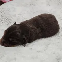 Blue Boy, a male Miniature Australian Shepherd for sale in Blue Ridge, GA – Photo 8 of 9