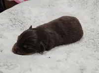 Blue Boy, a male Miniature Australian Shepherd for sale in Blue Ridge, GA – Photo 5 of 6