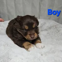 Blue Boy, a male Miniature Australian Shepherd for sale in Blue Ridge, GA – Photo 1 of 9