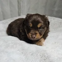 Blue Boy, a male Miniature Australian Shepherd for sale in Blue Ridge, GA – Photo 3 of 9