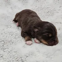 Blue Boy, a male Miniature Australian Shepherd for sale in Blue Ridge, GA – Photo 9 of 9