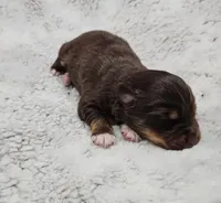 Blue Boy, a male Miniature Australian Shepherd for sale in Blue Ridge, GA – Photo 6 of 6