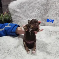 Blue Boy, a male Miniature Australian Shepherd for sale in Blue Ridge, GA – Photo 7 of 9