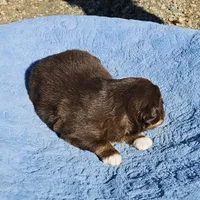 Blue Boy, a male Miniature Australian Shepherd for sale in Blue Ridge, GA – Photo 6 of 9