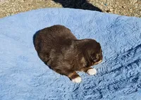 Blue Boy, a male Miniature Australian Shepherd for sale in Blue Ridge, GA – Photo 3 of 6