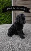 Black Male, a male Miniature Aussiedoodle for sale in Blue Ridge, GA – 3 of 3