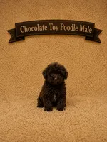 Hersey, a male Poodle - Toy  for sale in Blue Ridge, GA – 2 of 2