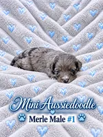 Blue Merle Male #1, a male Miniature Aussiedoodle for sale in Blue Ridge, GA – 2 of 6