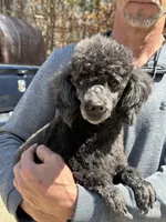 Salem, a male Poodle - Toy  for sale in Blue Ridge, GA – 2 of 4
