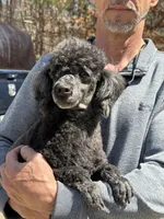 Salem, a male Poodle - Toy  for sale in Blue Ridge, GA – 4 of 4
