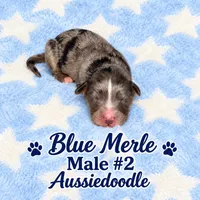 Blue Merle #2, a male Miniature Aussiedoodle for sale in Blue Ridge, GA – 2 of 4