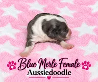 Blue Merle Female, a female Miniature Aussiedoodle for sale in Blue Ridge, GA – 2 of 6