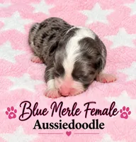 Blue Merle Female, a female Miniature Aussiedoodle for sale in Blue Ridge, GA – 4 of 6