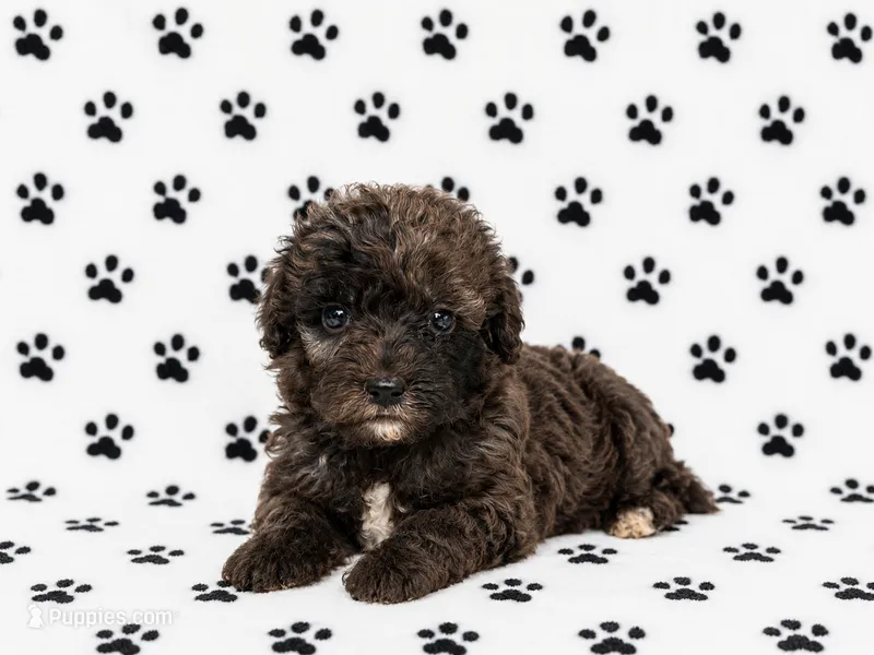 Mini Bernedoodle Male – Miniature Bernedoodle puppy for sale in Blue Ridge, GA