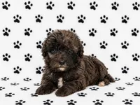 Mini Bernedoodle Male, a male Miniature Bernedoodle for sale in Blue Ridge, GA – 1 of 4