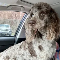 Romeo, a male Poodle - Miniature  for sale in Blue Ridge, GA – 3 of 4