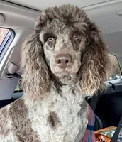 Romeo, a male Poodle - Miniature  for sale in Blue Ridge, GA – 2 of 4