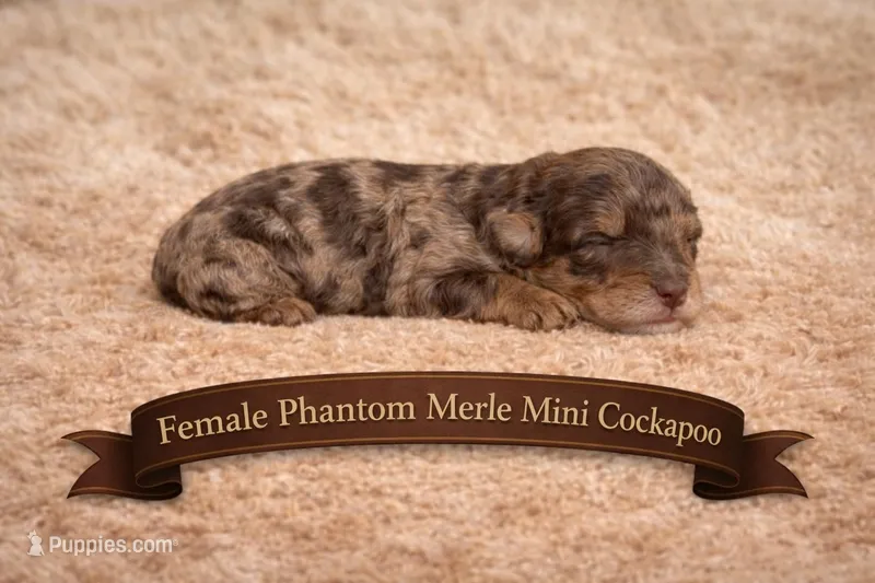 Dark Merle – Cockapoo puppy for sale in Blue Ridge, GA