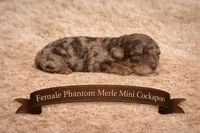 Dark Merle, a female Cockapoo for sale in Blue Ridge, GA – Photo 1 of 3