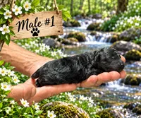 Male #1, a male Poodle - Toy  for sale in Blue Ridge, GA – 5 of 5