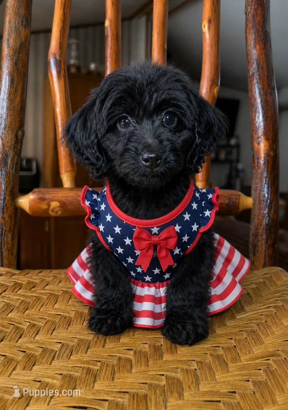 Female #2 – Doxiepoo puppy for sale in Blue Ridge, GA
