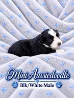 Black and White Male , a male Miniature Aussiedoodle for sale in Blue Ridge, GA – 1 of 10