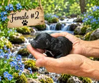 Female #2, a female Poodle - Toy  for sale in Blue Ridge, GA – 3 of 5