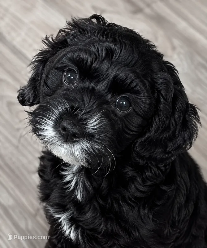 Small Mini Cockapoo – Cockapoo puppy for sale in Blue Ridge, GA