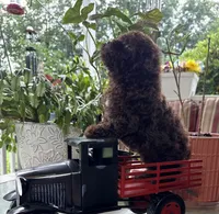 Hersey, a male Poodle - Toy  for sale in Blue Ridge, GA – 6 of 9