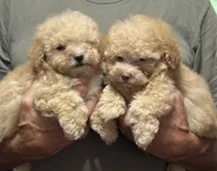 Brown Collar, a male Poodle - Toy  for sale in Blue Ridge, GA – 6 of 6